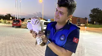 Yaralı Peçeli Baykuş Koruma Altına Alındı