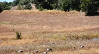 Cuma Ovası'ndaki Leyleklerin Göçü Gecikti