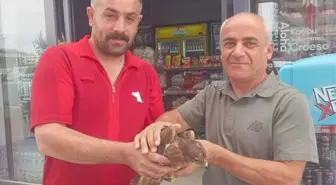 Şırnak'ta Yaralı Kızıl Şahinlere Tedavi