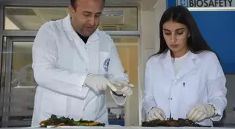 Şırnak'ta Yetişen Bitkilerin Alzheimer ve Diyabete Etkisi Belirlendi