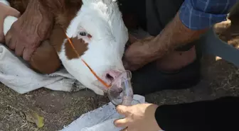 Doğumda Su Kaçan Buzağı, Buhar Cihazı ile Tedavi Edildi