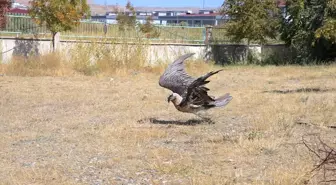 Van'da Yaralı Sakallı Akbaba Hayata Döndü