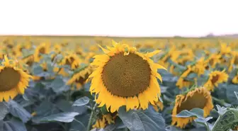 Edirne'de Sulama Yatırımları ile Tarımsal Üretim Artıyor