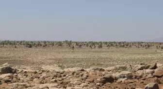 Suriye'nin Tarımsal Krizi: Kuraklık ve Savaşın Etkileri