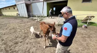 Düzce'de Tay ve Kuzu Arasındaki Sıcak Dostluk