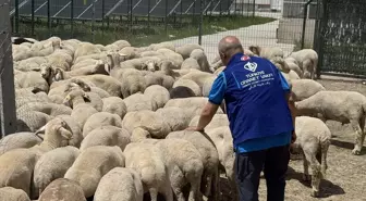 Konya'da 4025 Kurban Hissesi İhtiyaç Sahiplerine Dağıtılacak