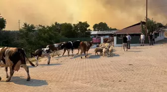 Şarköy'de Anız Yangını Ormana Sıçradı, Müdahale Devam Ediyor