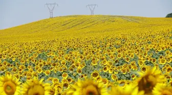 Tekirdağ'da Ayçiçekleri Görsel Şölen Sunuyor