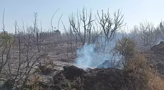 Tekirdağ'da Piknik Alanında Çıkan Yangın Söndürüldü
