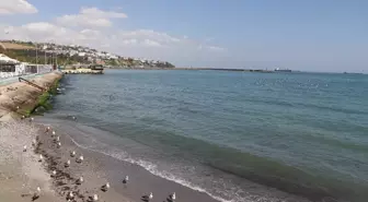 Tekirdağ'da Poyrazın Etkisi Geçti, Deniz Ulaşımı Normale Döndü