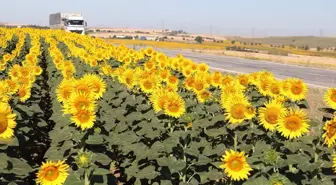 Tekirdağ'da Sarı Tarlalar, Seyahatlere Renk Katıyor