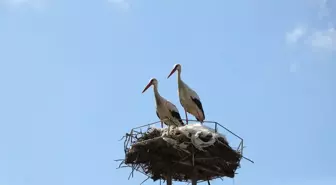 Tekirdağ'ın Leylekleri Mahalleyi Renklendiriyor