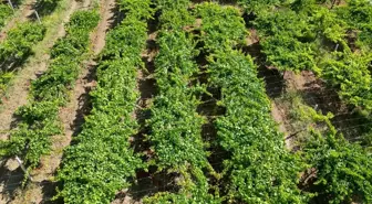 Tekirdağ'da Süleymanpaşa Beyazı Üzümünün Hasadı Başladı