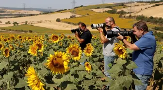 Tekirdağ'ın Ayçiçeği Tarlaları Turizme Davet Ediyor