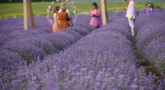 Tekirdağ'daki Lavanta ve Ayçiçeği Tarlaları Turizme Renk Katıyor