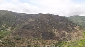 Tekirdağ'daki Orman Yangını Kontrol Altına Alındı