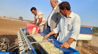 Gaziantep'te Araban Sarımsağı Ekim Sezonu Başladı