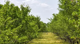 Badem Ormanları ile Tarımda Biyolojik Mücadele ve Erozyon Önleme