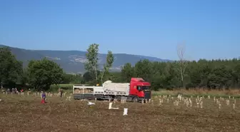 Niksar'da Patates Rekoltesi 30 Bin Ton Olması Bekleniyor