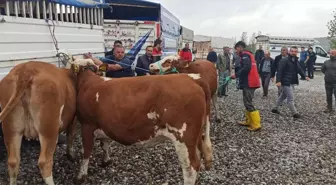 Tokat'ta Süt Sığırcılığı Geliştirme Projesi Kapsamında Damızlık Hayvan Dağıtımı Yapıldı