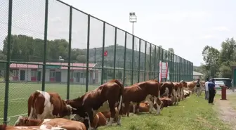 Tokat'ta Süt Sığırcılığı Geliştirme Projesi Çerçevesinde Düve Dağıtımı Yapıldı