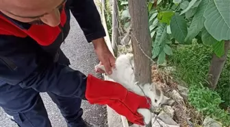 Niksar'da Sıkışan Kedi İtfaiye Ekipleri Tarafından Kurtarıldı