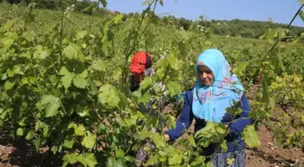 Tokat'ta Coğrafi İşaretli Narince Bağ Yaprağının Hasadı Sürüyor