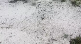 Yeşilyurt'ta Dolu Yağışı Tarımı Olumsuz Etkiledi