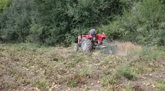 Tokat'ta Organik Patates Hasadı Devam Ediyor