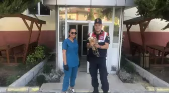 Yaralı Kızıl Şahin Tedavi Altına Alındı