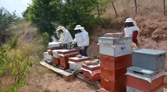 Tokat'ın Başçiftlik ilçesinde 2025 yılı yayla balı hasadı başladı