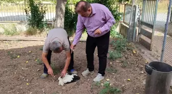 Tokat'ta Yuvadan Düşen Leylek Tedavi İçin Veterinere Götürüldü
