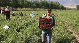 Tokat'ta Domates Hasadı Devam Ediyor: Fiyatlar Artış Gösterdi