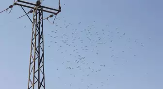 Toroslar EDAŞ'tan Göçmen Kuşlar için Enerji Hatları Koruma Önlemleri