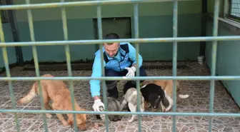 Trabzon'daki Bakımevinde 1182 Köpek Sahiplendirildi