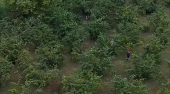 Trabzon'da Kahverengi Kokarca ile Mücadele için 62 Bin Samuray Arısı Salındı