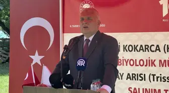 Trabzon'da Samuray Arılarıyla Biyolojik Mücadele Başlatıldı