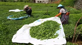 Doğu Karadeniz'de Yaş Çay Hasadı Başladı