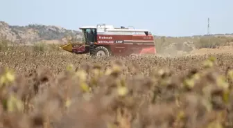 Trakya'da Ayçiçeği Hasadı Erken Başladı, Verim Kaybı Yaşanıyor