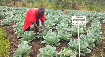Tüm Afrika'nın Dostları Derneği, Mali'de çiftçilere modern tarım teknikleri eğitimi verdi