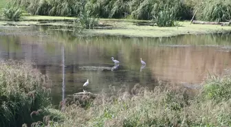 Edirne'deki Tunca Nehri'ne Kuraklık Nedeniyle Sazlıklar Oluştu