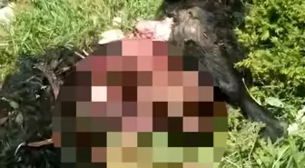 Tunceli'de Ayı Saldırısı: Bir Yaralı, 31 Hayvan Telef Oldu