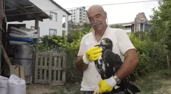 Tunceli'de Hasta Kaya Kartalı Koruma Altına Alındı