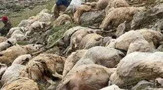 Ovacık'ta Yıldırım Düşmesi Sonucu 200 Koyun Telef Oldu