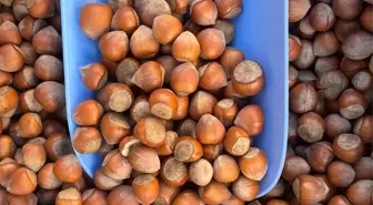 Giresun Ticaret Borsası'ndan Fındık İçin Uluslararası Tanıtım Hamlesi