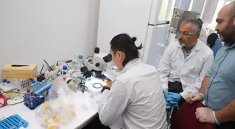 Türk ve Japon Bilim İnsanları Kene Yayılımını Haritalandırıyor