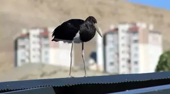 Nadir Görülen Kara Leylek Malatya'da Görüntülendi