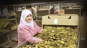 Türkiye'nin Tütün İhracatı 1 Milyar Doları Geçti
