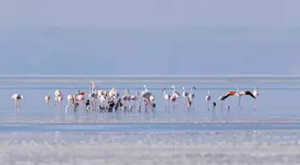 Tuz Gölü'ndeki Sondaj Kanalı Flamingo Yavrularına Hayat Verdi