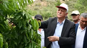 Zirai Don Afeti 65 İlde Hasara Neden Oldu